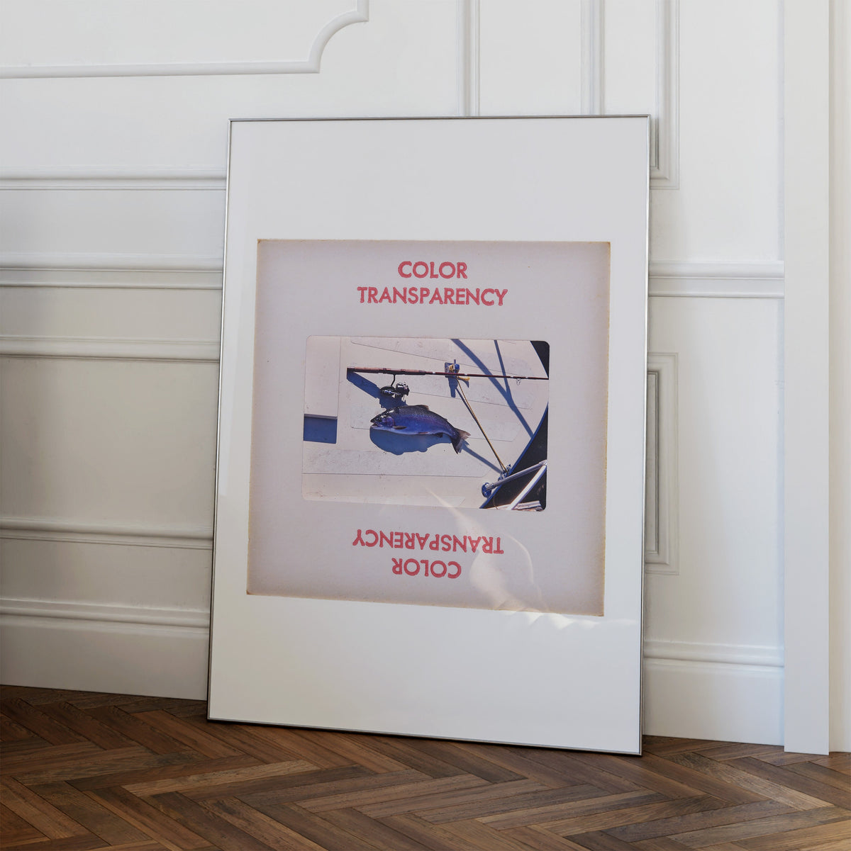 a framed photograph of a blue and white bird in flight, with the text "COLOR TRANSPARENCY" and "COLOR AGENCY" printed on the frame.