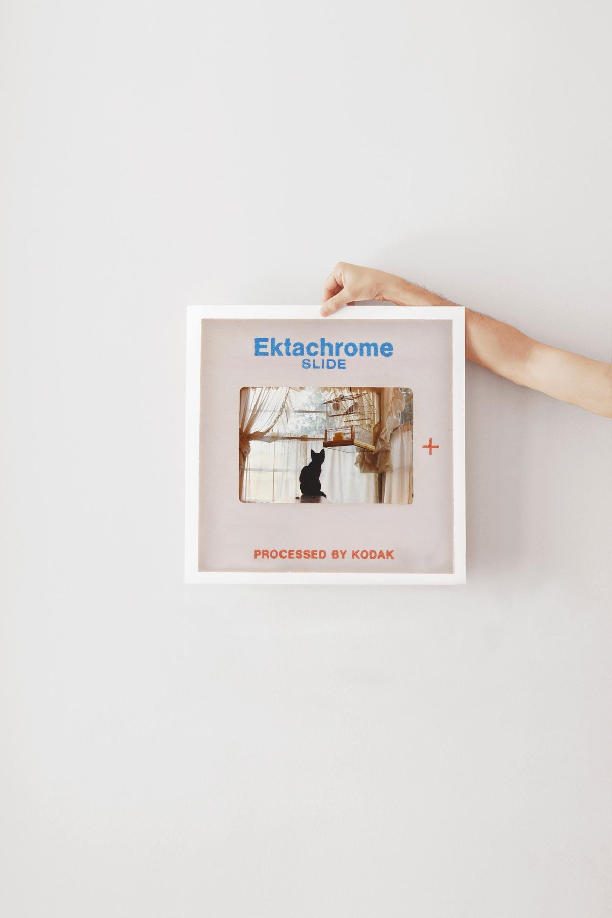 A person's hand is holding a framed image of a cat, with the text "Ektachrome Slide" and "PROCESSED BY KODAK" printed on it.