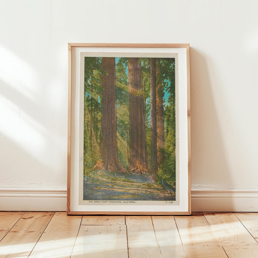 Yosemite National Park Redwoods Vintage Landscape Postcard: Canvas Print