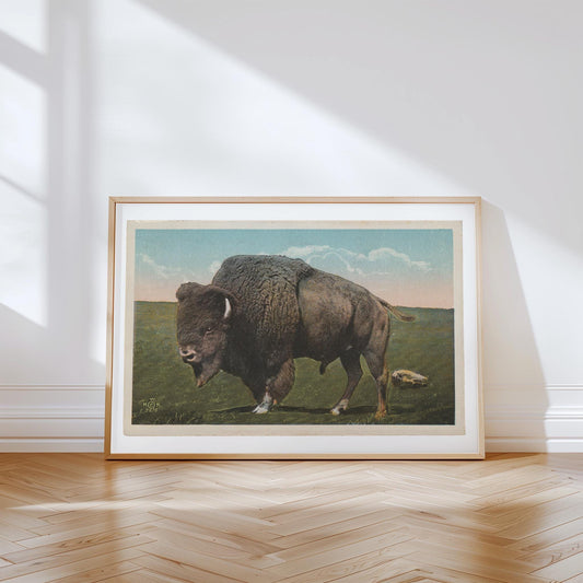 Great Plains Buffalo Vintage Postcard : Canvas Print Framed or Unframed