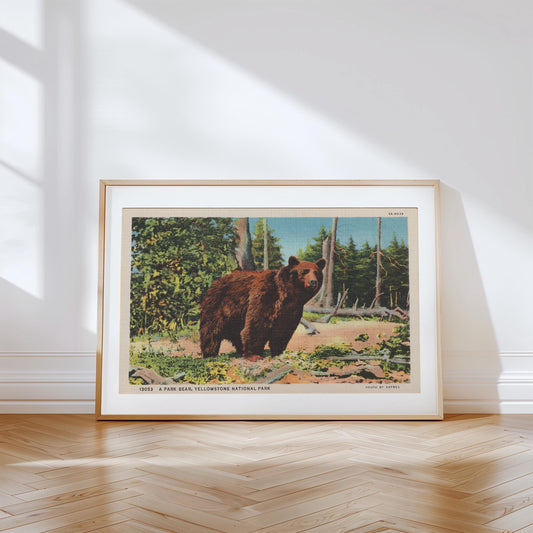 Grizzly Bear Vintage Wildlife Postcard: Canvas Print