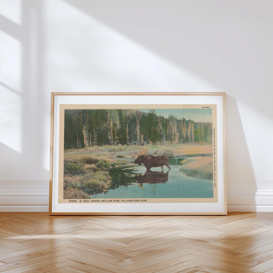 Moose in Yellowstone National Park Landscape Vintage Postcard: Canvas Print
