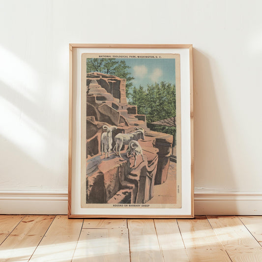 Big Horn Sheep Vintage Wildlife Postcard : Canvas Print