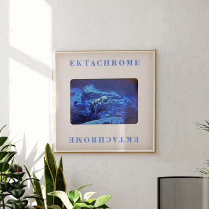 a framed photograph of a person standing in a blue underwater scene, with the text "Ektachrome" and "Ektachrome" written on the frame.