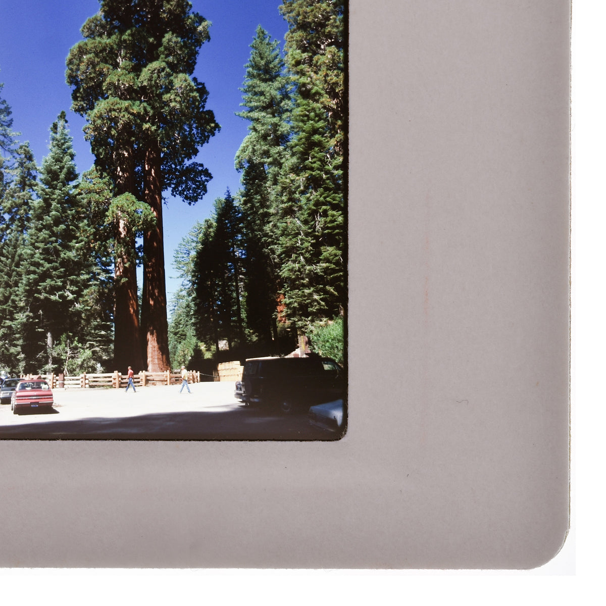 a large sequoia tree towering over a parking lot with several cars parked in the foreground.