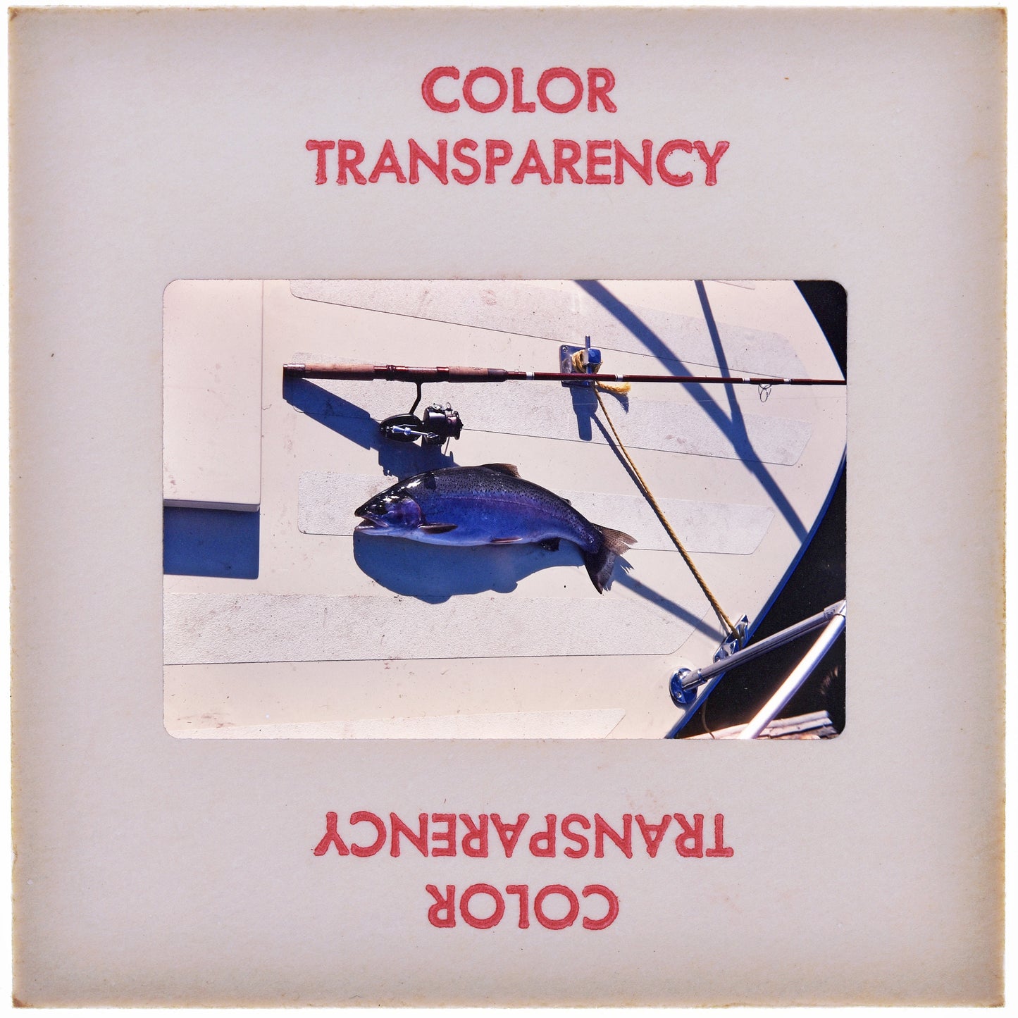 Fish on Deck Vintage Fishing Photography : Fine Art Print of an Authentic 35mm Film Slide