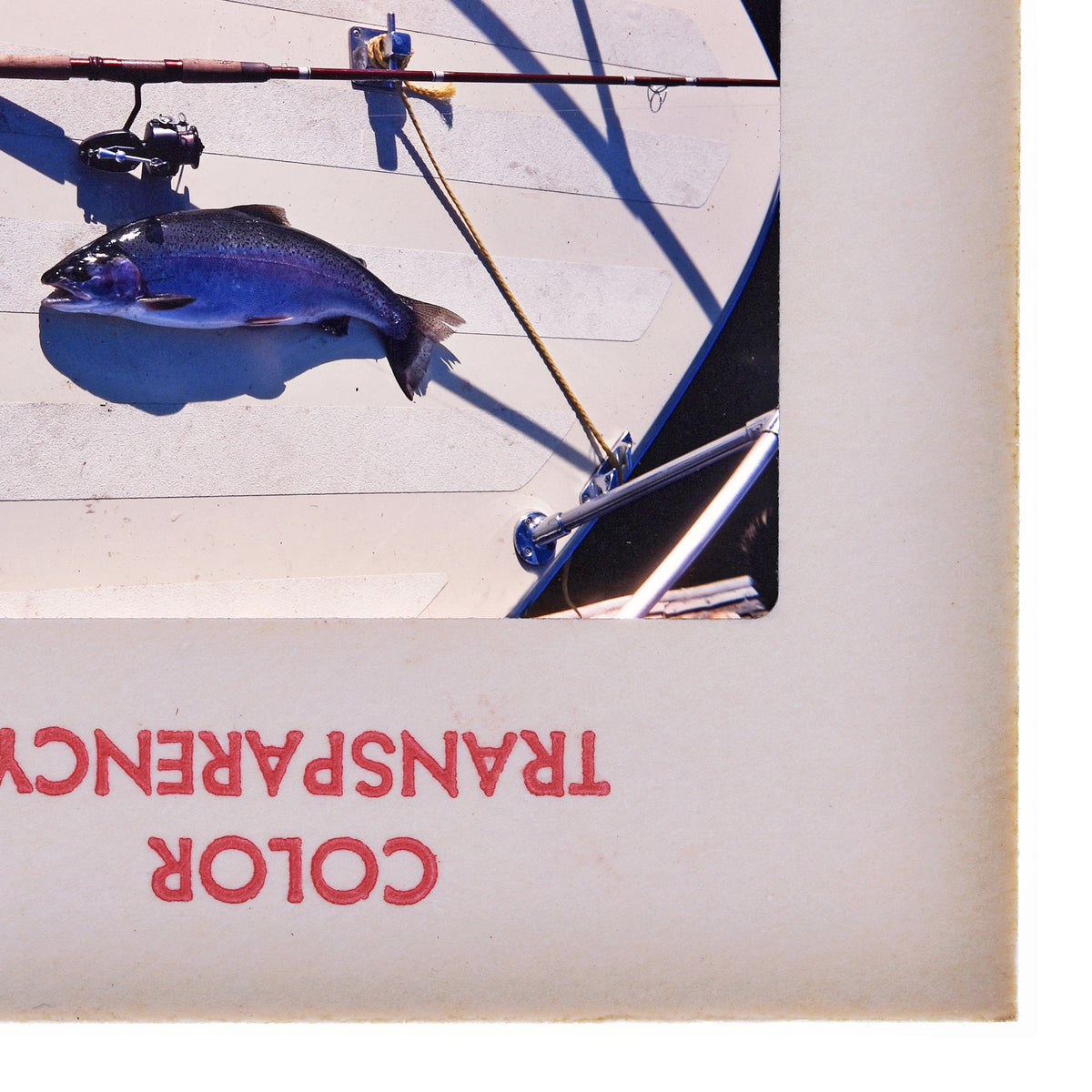 A photograph of a fish on a boat, with a fishing rod and reel visible in the background.