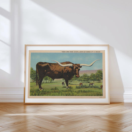 Longhorn Cow Vintage Postcard: Canvas Print