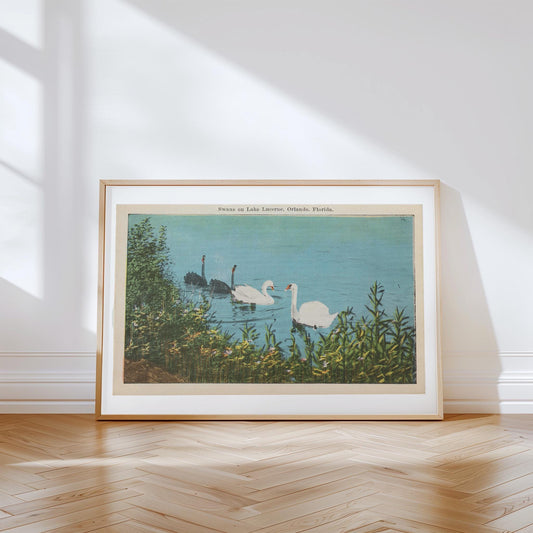 Swans on Lake Wildlife Illustration Vintage Postcard: Canvas Print
