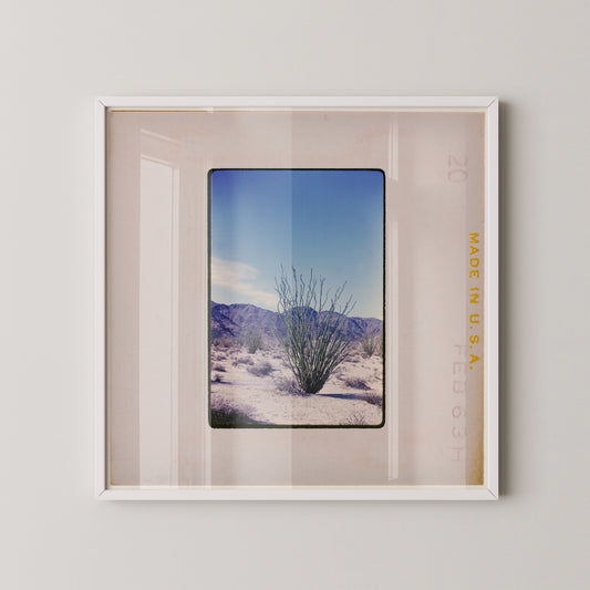 a desert landscape with a small shrub in the foreground.