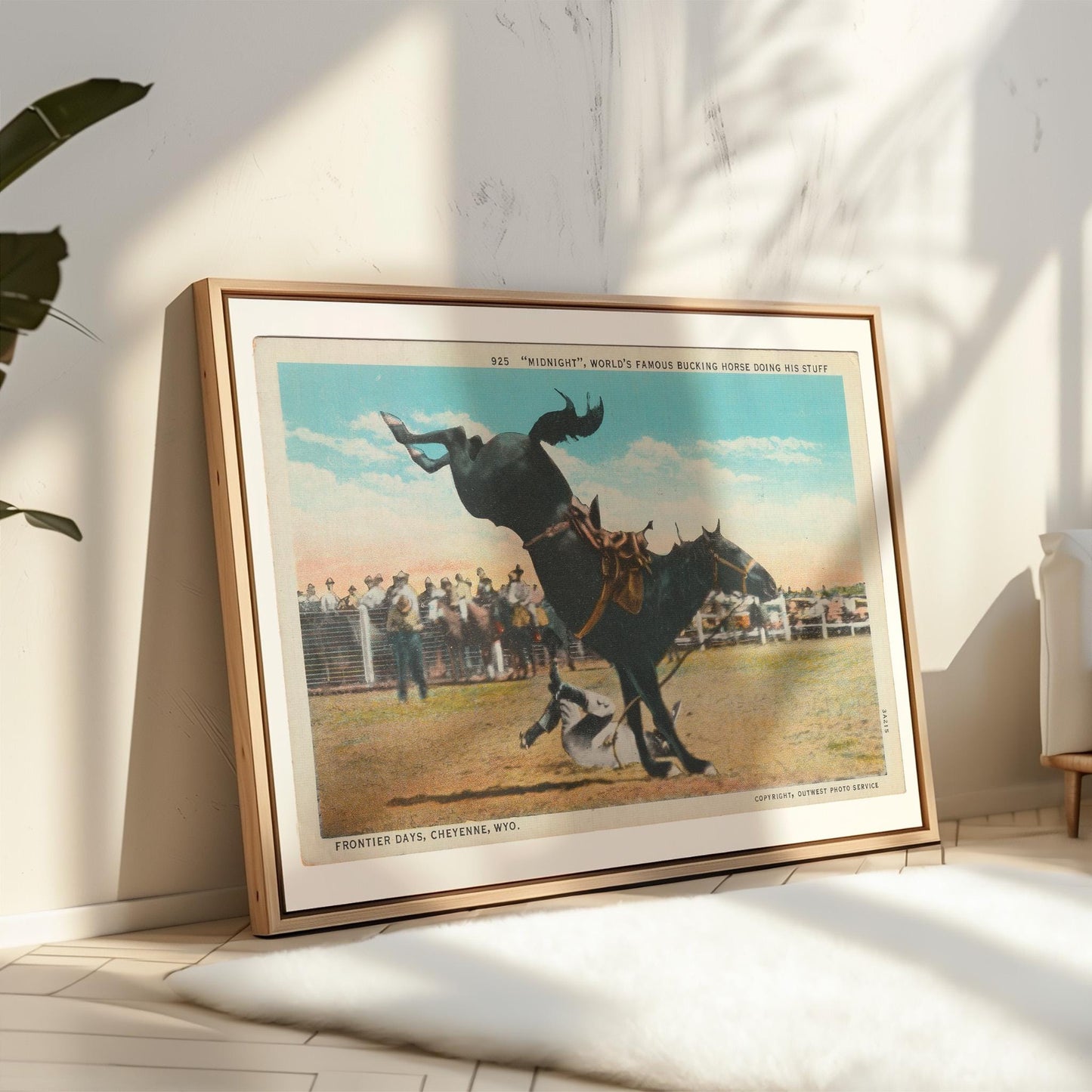 Bucking Bronco Vintage Illustrated Horse Postcard : Canvas Print