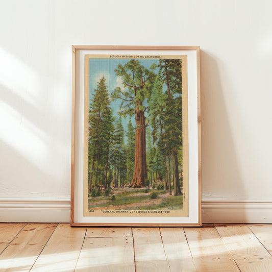 Giant Sequoia General Sherman Redwoods Yosemite National Park Landscape Vintage Postcard : Canvas Print