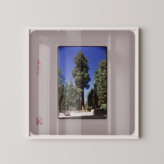 Giant Sequoia Yosemite National Park Redwoods : Fine Art Print of a Vintage 35mm Film Slide