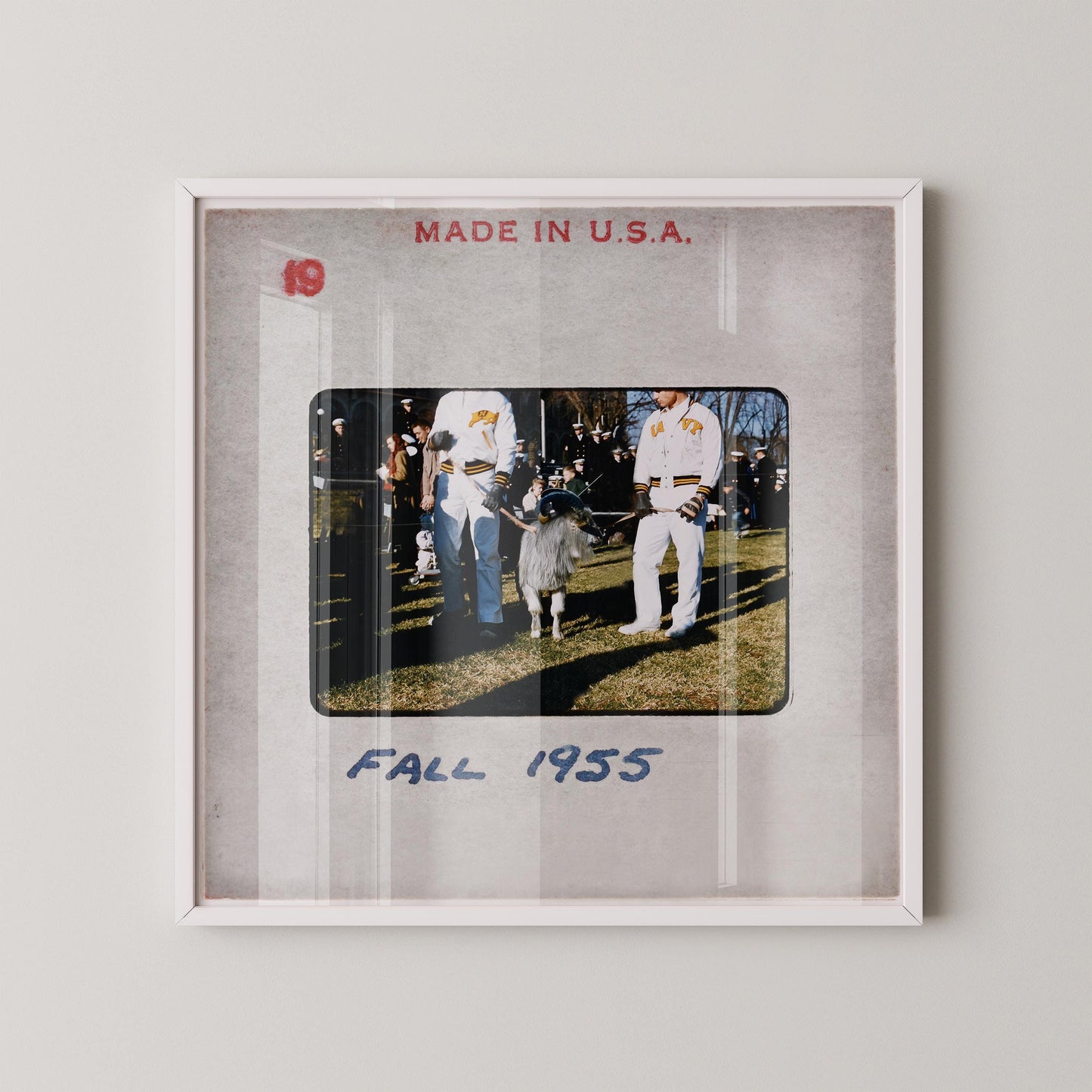 US Naval Academy Mascot Bill The Goat : Fine Art Print of an Authentic 35mm Slide