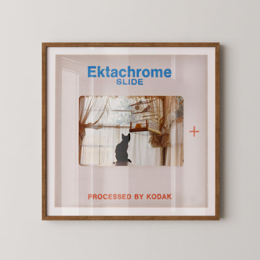 The image is a framed photograph of a cat sitting on a windowsill, with the text "Ektachrome Slide" and "PROCESSED BY KODAK" printed on it.