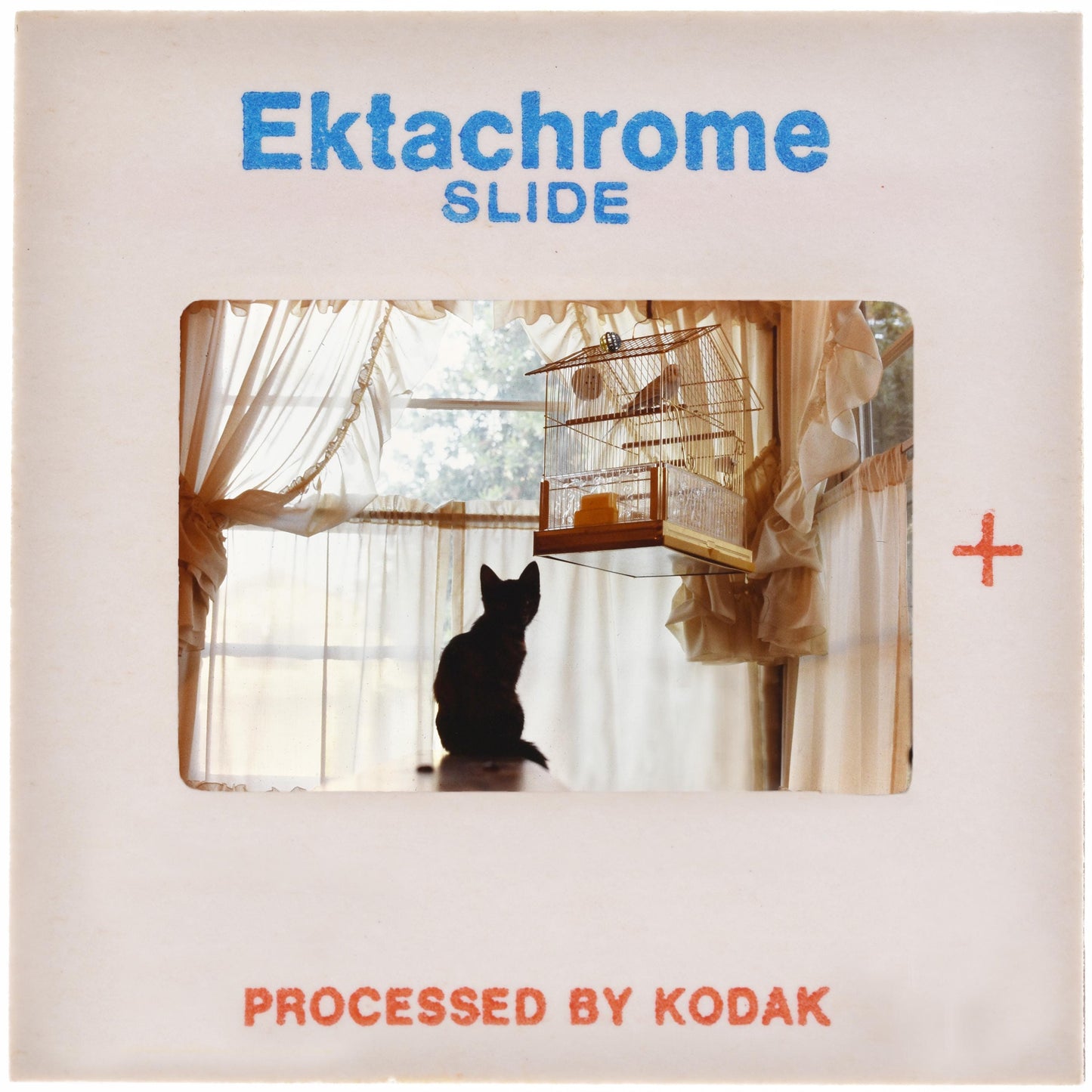 Cat and Bird: Fine Art Print of an Authentic 35mm Film Slide