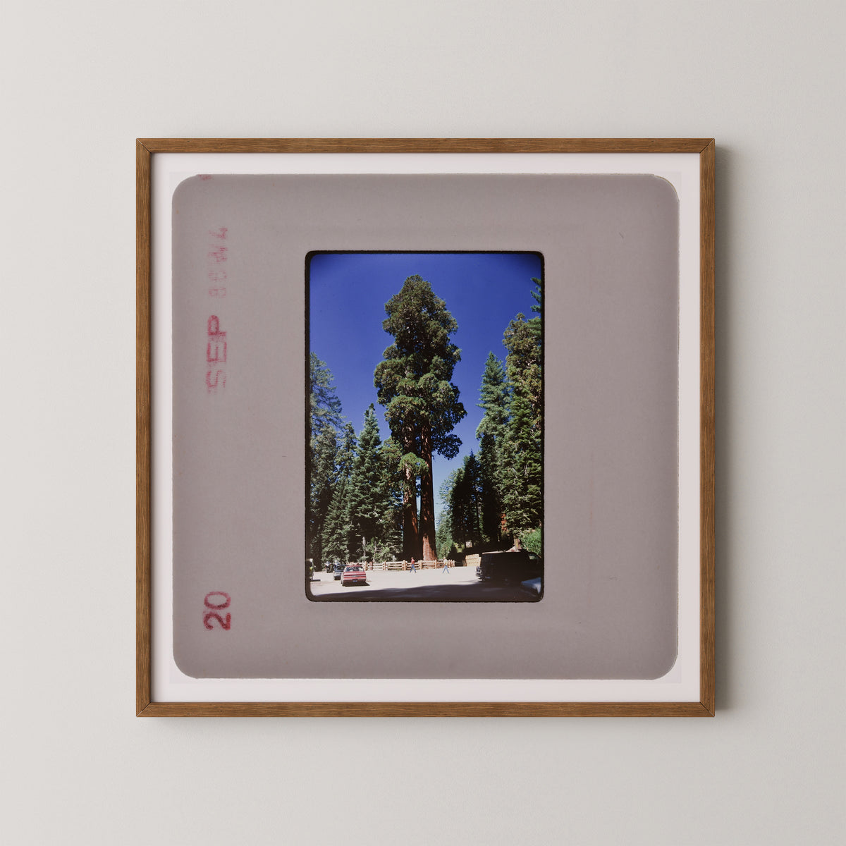 a large sequoia tree in a forest setting, with a car visible in the background.