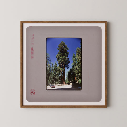 a large sequoia tree in a forest setting, with a car visible in the background.