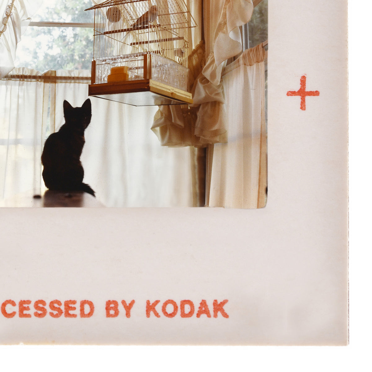 A black cat is sitting on a windowsill, looking out of a window, with a birdcage hanging from the window frame.